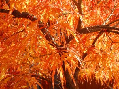 Ahorn-Herbst2.jpg