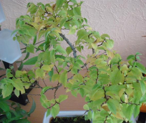Zelkova-2.JPG