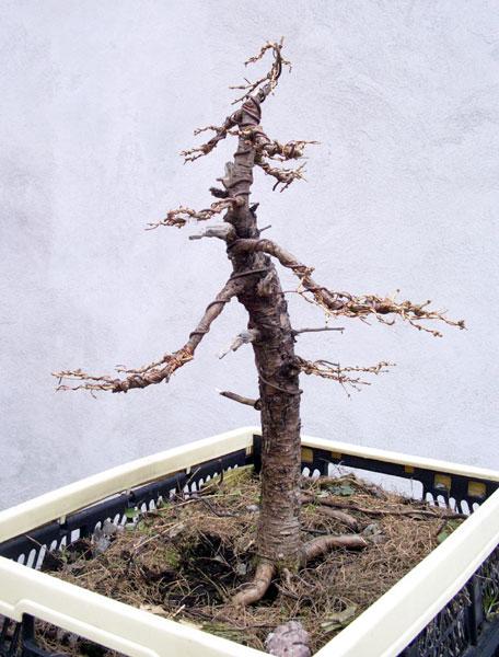 larix.jpg
