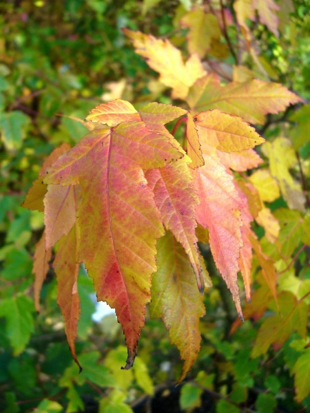 Herbstlaub_1.jpg