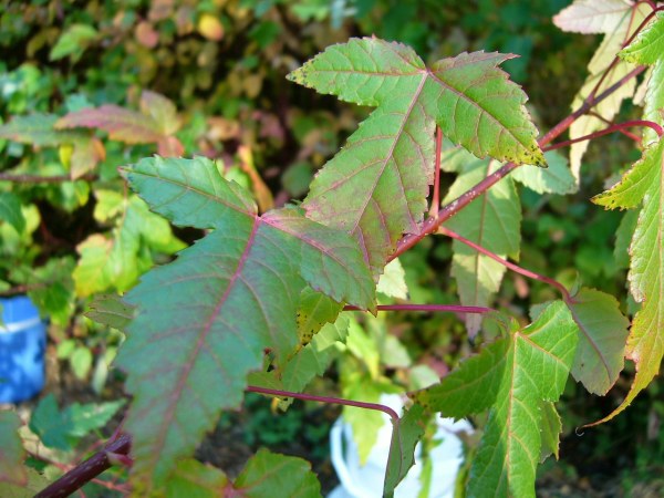 Herbstlaub_2.jpg