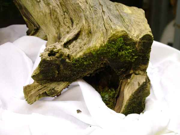 Zopf-Eibe-2.jpg
