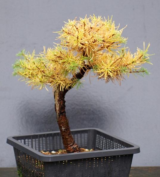 larix decidua211  27-10-2009.JPG