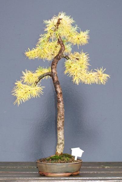 larix decidua325  27-10-2009.JPG