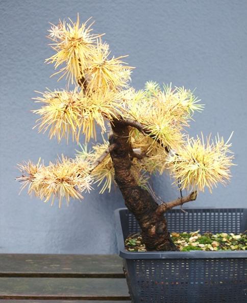 larix decidua803  27-10-2009.JPG