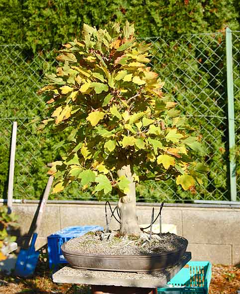 herbst_09_7.jpg