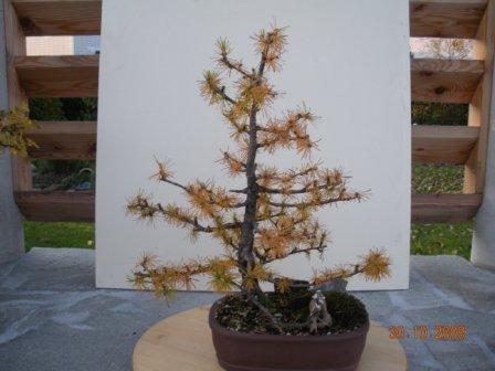 Bonsaigarten 066.jpg