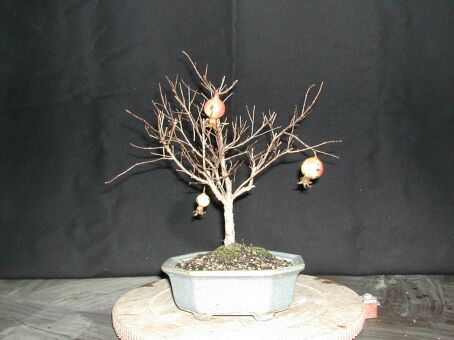 Granatapfel_Feber_2004.jpg