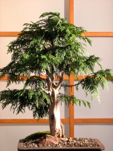 Thuja_tanuki.JPG