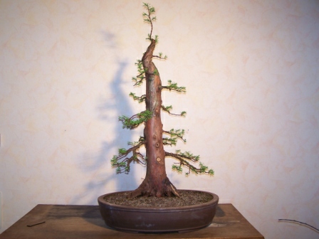 urweltmamutbaum 2klein.jpg