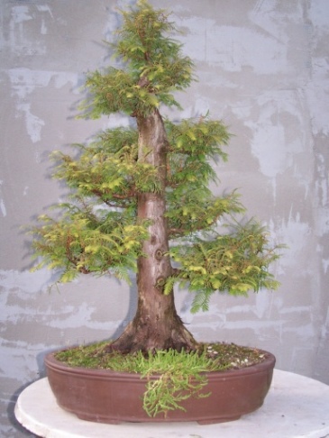 urweltmamutbaum 3klein.jpg