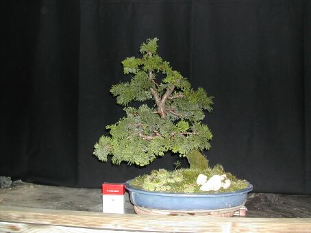 vulgo "Friedhofsbonsai"