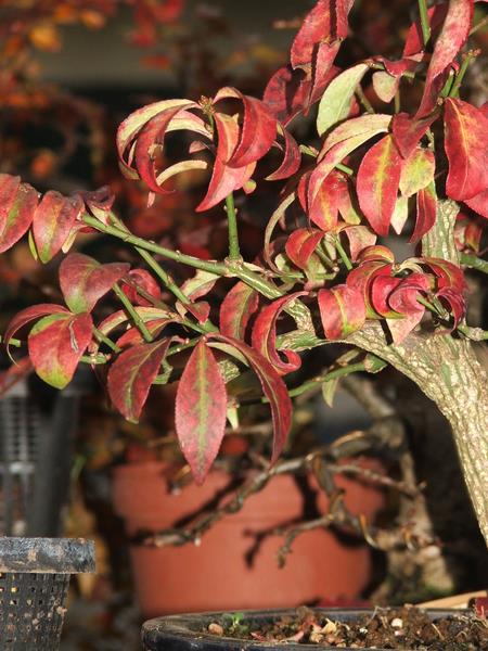 E. alatus 'Compactus'