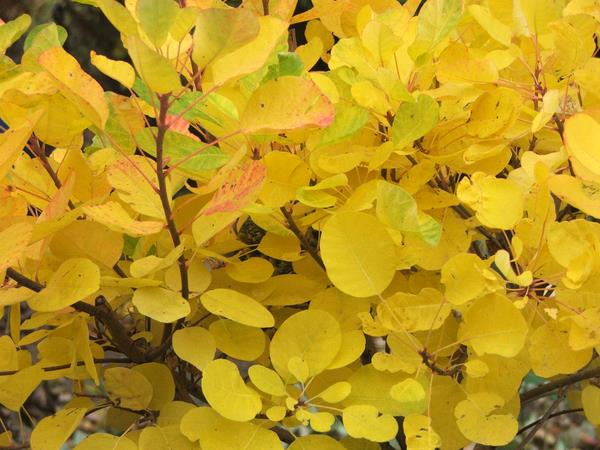 Cotinus corrygia 'Young Lady'