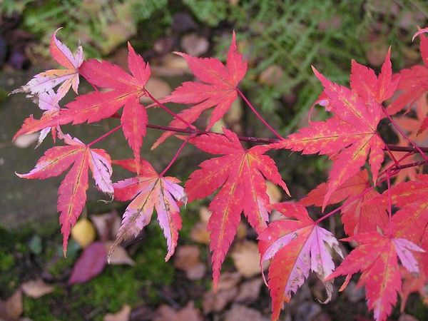 A.p. Oridono Nishiki neue Bilder 848433.jpg