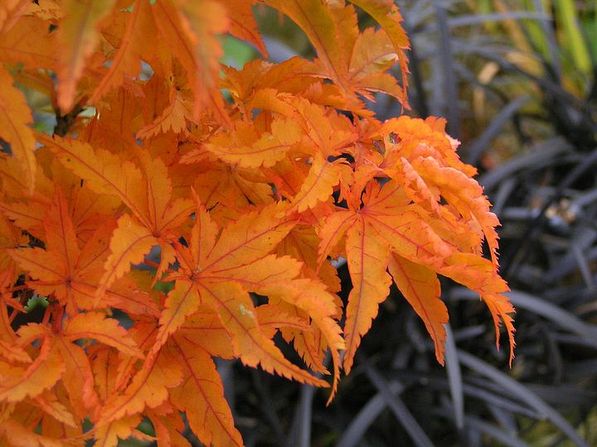Shishigashira neue Bilder 848439.jpg