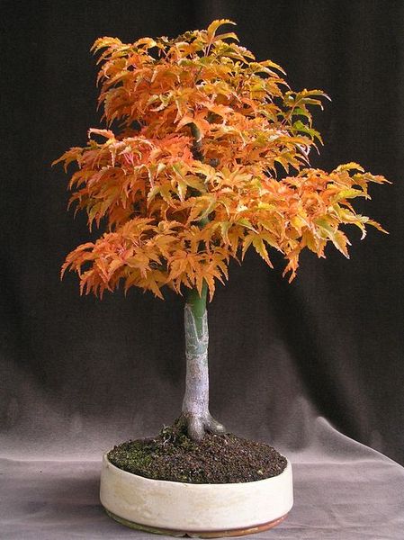 Shishigashira neue Bilder 848446.jpg