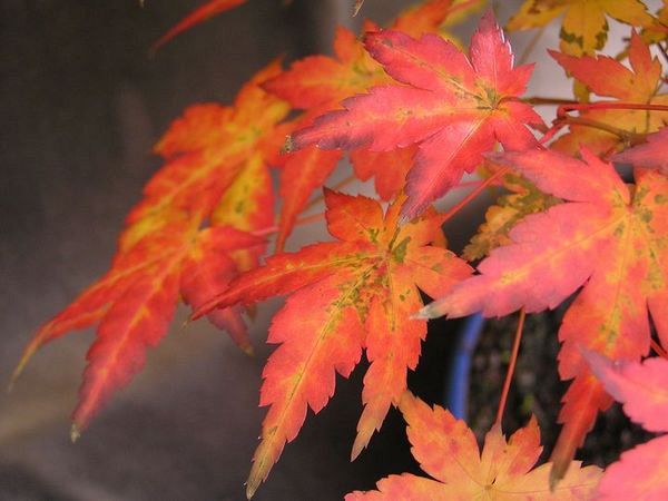A.palmatum neue Bilder 848465.jpg