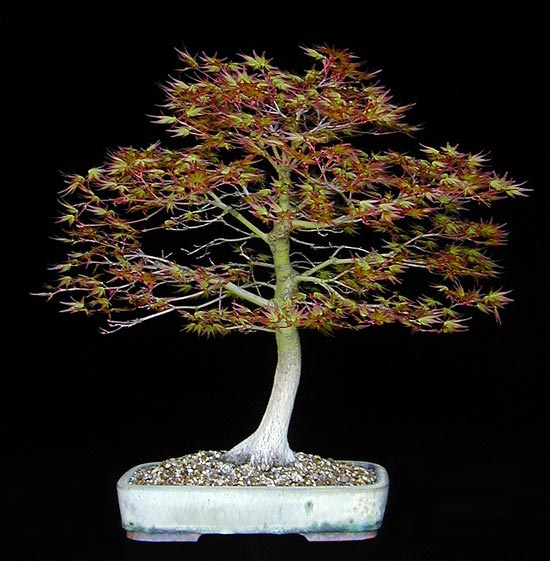 P4290025-Acer-palm..jpg