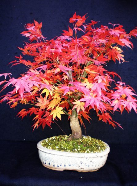 new_68 Orange dream SW.jpg