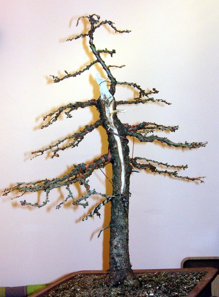 comp_2007_03_05.jpg