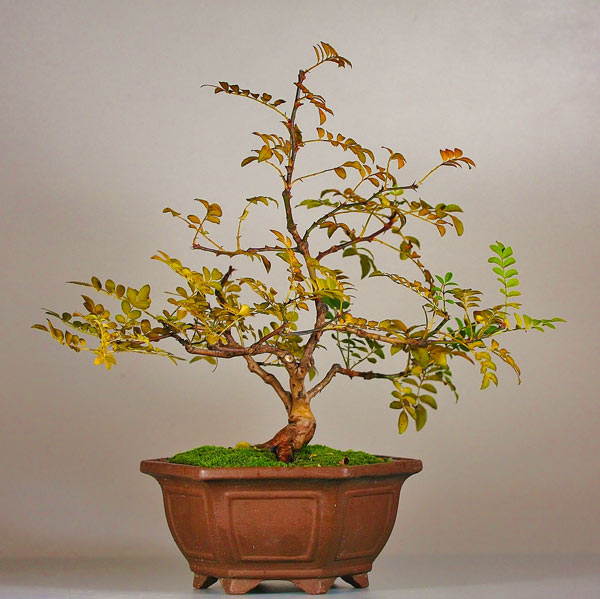 Wildrose