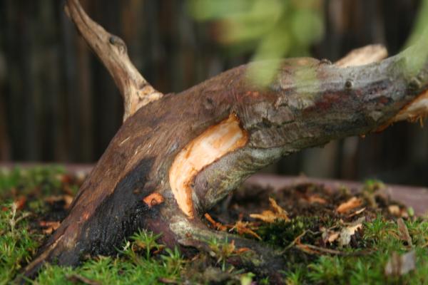 CanonBackup081109 (PhotosBonsai) 023_reduite.jpg