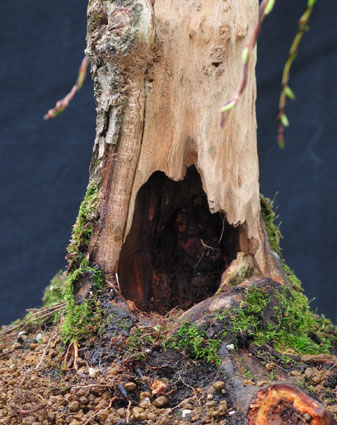 Salix hohler Stamm.jpg
