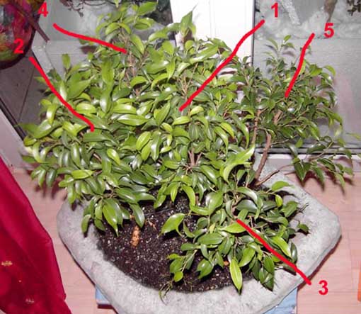 Ficuswald2 .jpg