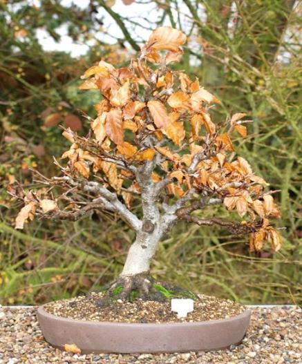 fagus2.JPG