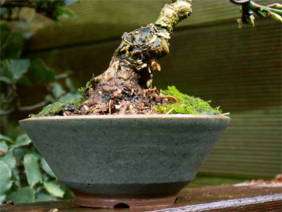 das "helle Zeug" sind keine Wuzeln, sondern Sphagnum aus meiner Shohinmischung