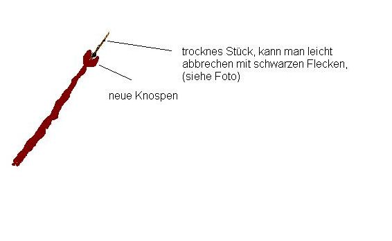 Zeichnung