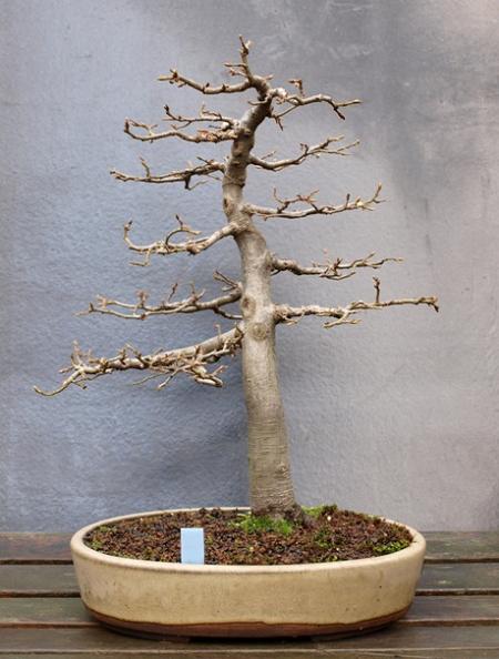carpinus betulus 12-11-2009.JPG