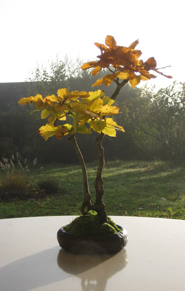 fagus_herbst.jpg