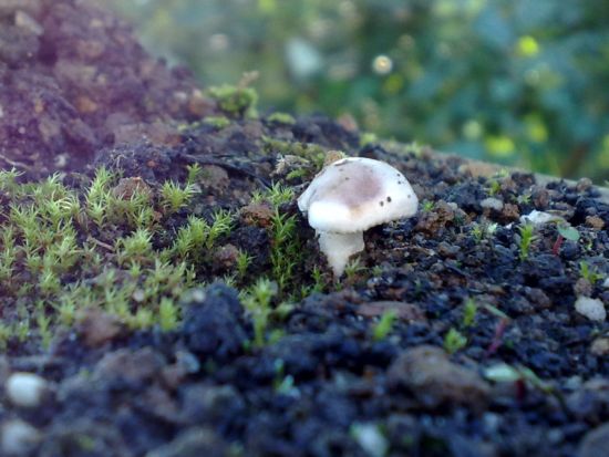 Pilz a n der Buche 1.jpg