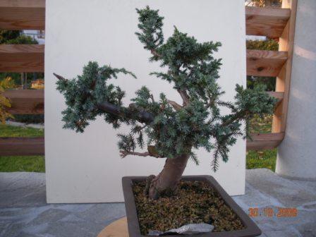 Wacholder3.jpg