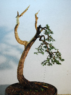 SSC_3131.JPG