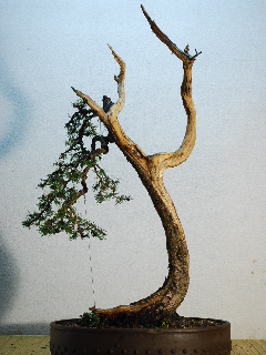 SSC_3132.JPG