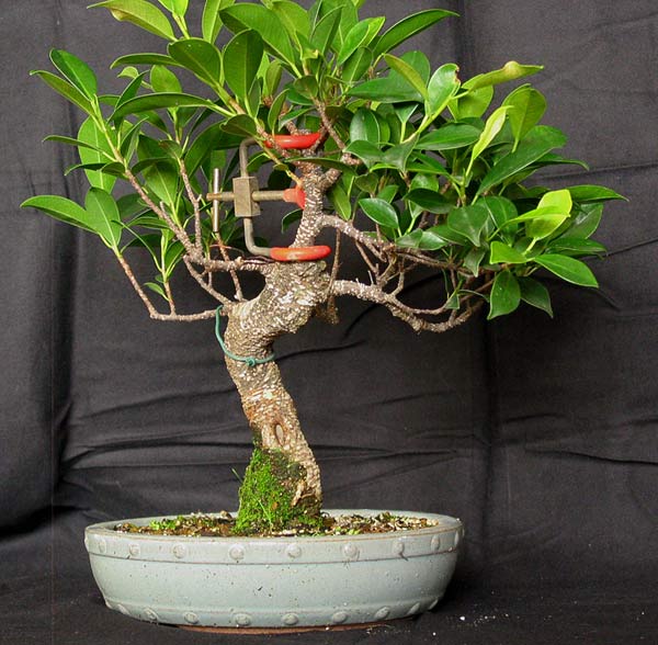 ficusrohsx5.jpg