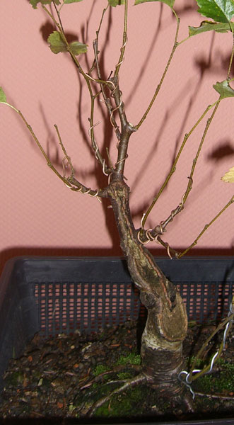 sandbirke_betula_pendula_fastigiata_20091114_vorne_neu_virtual_klein.jpg