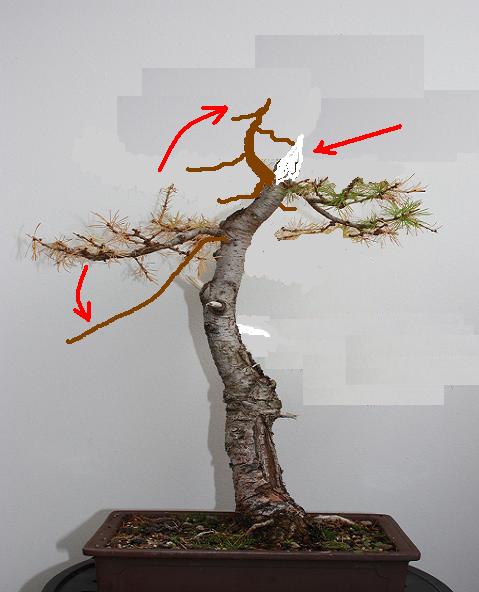 laerche1.JPG