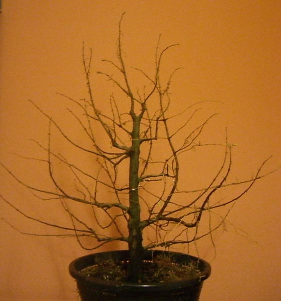 urweltmammutbaum_Metasequoia glyptostroboides_20091115_ohne_blitz_klein.jpg