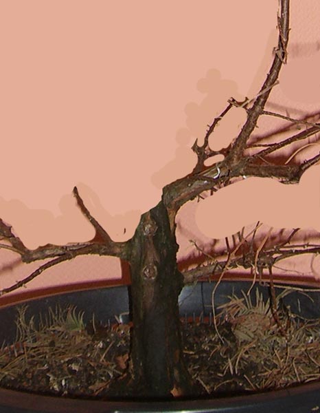 urweltmammutbaum_Metasequoia glyptostroboides_20091115_virtual2_klein.jpg