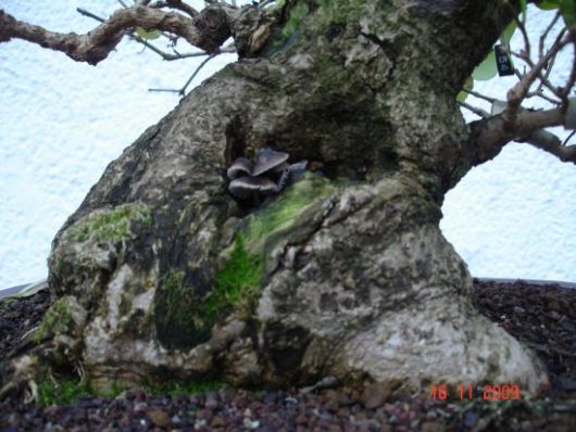 pilze 002.jpg