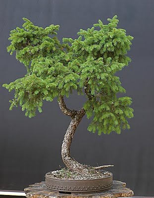 DSC_3159v.jpg