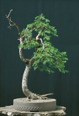DSC_3441v.jpg