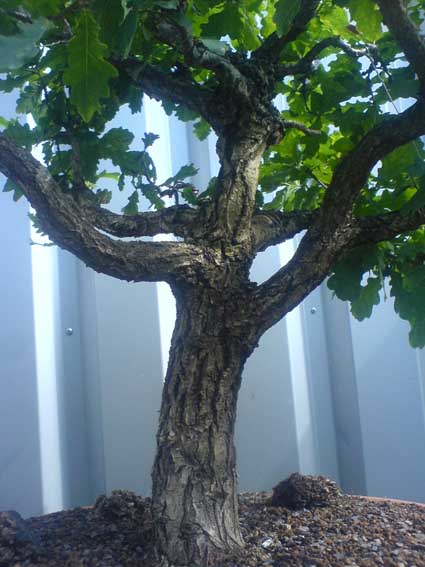 DSC00332[1]2.jpg