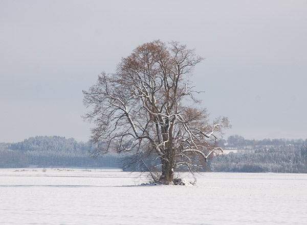 DSC_1003v.jpg