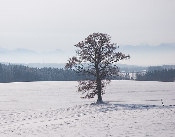 DSC_1007v.jpg