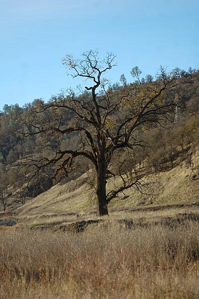 Dsc_2187v.jpg